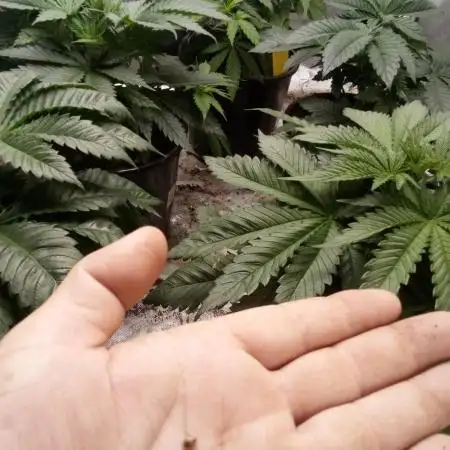 Sour Diesel Auto