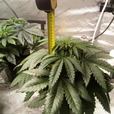 Hulk Zombie (Kiwi bred, Organic Grown)