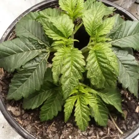 Wedding Gelato (Organic, Kiwi bred)