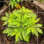 Sour Diesel Auto