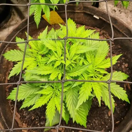 Sour Diesel Auto
