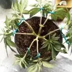 Blackberry Moonrocks Kiwi Organic Grown
