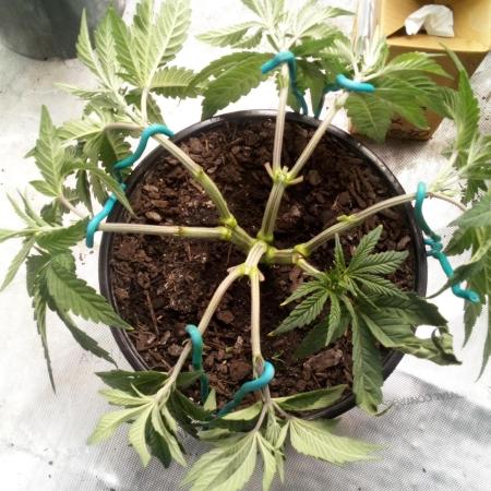 Blackberry Moonrocks Kiwi Organic Grown