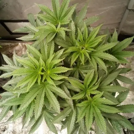 Zkittlez - Kiwi, Organic Grown