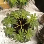 Blackberry Moonrocks Kiwi Organic Grown