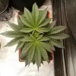 DDos#33 Kiwi, Organic, Grow!