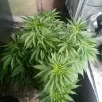 DDos#33 Kiwi, Organic, Grow!