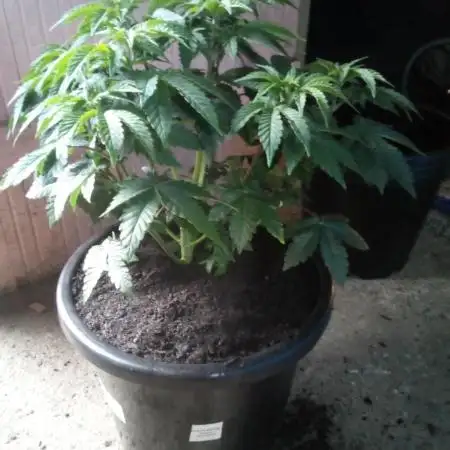 Zkittlez - Kiwi, Organic Grown