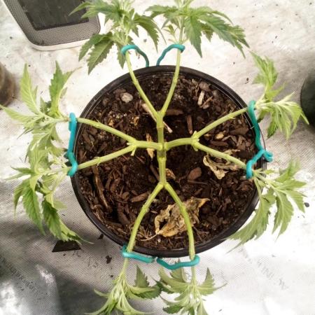 Wedding Gelato (Organic, Kiwi bred)
