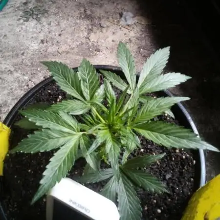 Choco Thai Auto (Kiwi, Organic Grow)