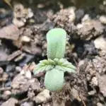 Sour Diesel Auto