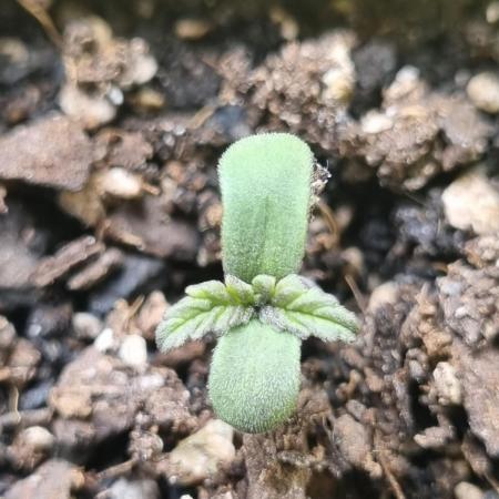 Sour Diesel Auto
