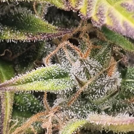 GG#4 Original Glue Auto (Kiwi, Organic)