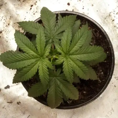 Pineapple Express (Kiwi, Organic Grown)