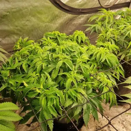 Wedding Gelato (Organic, Kiwi bred)
