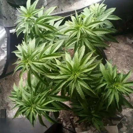DDos#33 Kiwi, Organic, Grow!