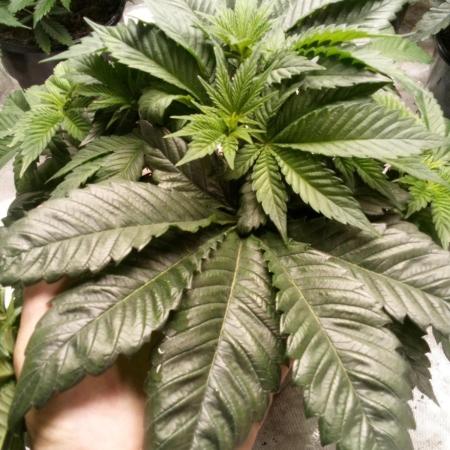 Schnapple Berry Kiwi Bred, Organic Grown