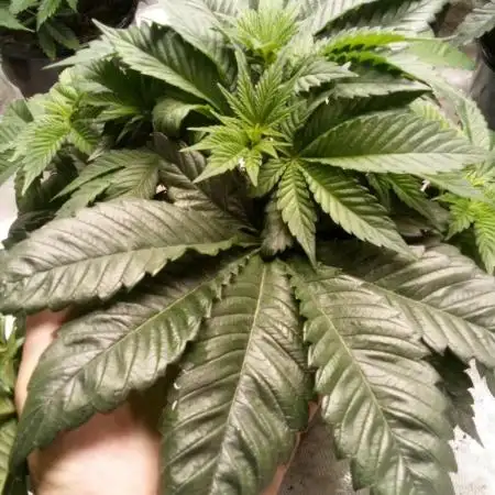 Schnapple Berry Kiwi Bred, Organic Grown