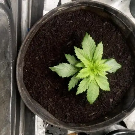 Sour Diesel Auto