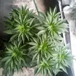 Zkittlez - Kiwi, Organic Grown