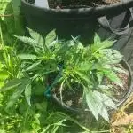 Choco Thai Auto (Kiwi, Organic Grow)