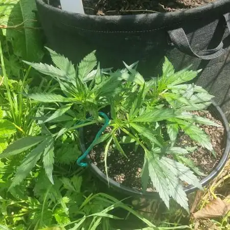 Choco Thai Auto (Kiwi, Organic Grow)