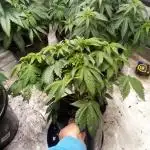Schnapple Berry Kiwi Bred, Organic Grown