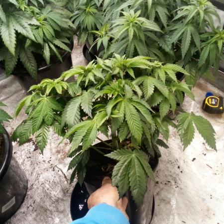 Schnapple Berry Kiwi Bred, Organic Grown