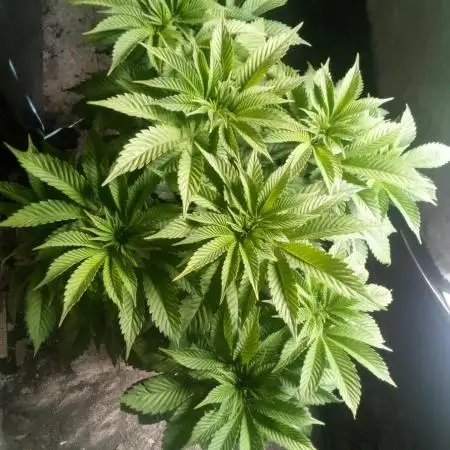 Schnapple Berry Kiwi Bred, Organic Grown