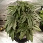 Hulk Zombie (Kiwi bred, Organic Grown)