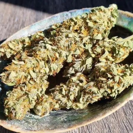 Zkittlez Autoflower -Kiwi, Organic Grown