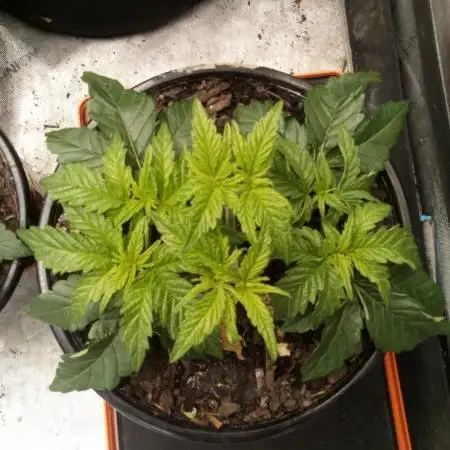 Wedding Gelato (Organic, Kiwi bred)