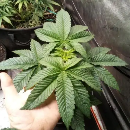 OG Kush, Fast Version, Kiwi Organic