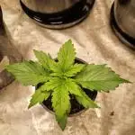 Sour Diesel Auto