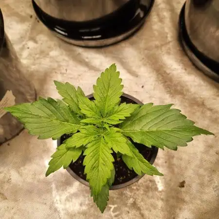 Sour Diesel Auto