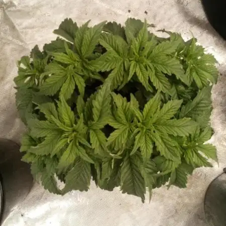Wedding Gelato (Organic, Kiwi bred)