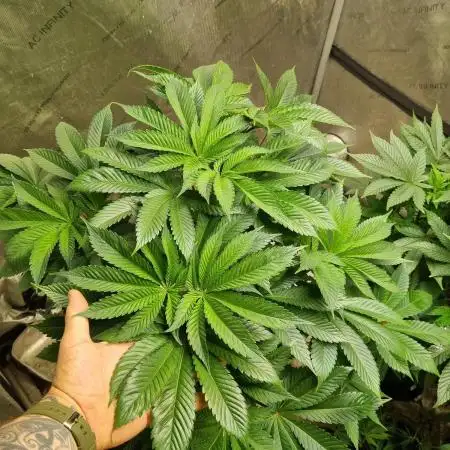 Schnapple Berry Kiwi Bred, Organic Grown