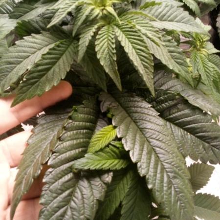 OG Kush, Fast Version, Kiwi Organic