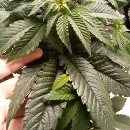 OG Kush, Fast Version, Kiwi Organic