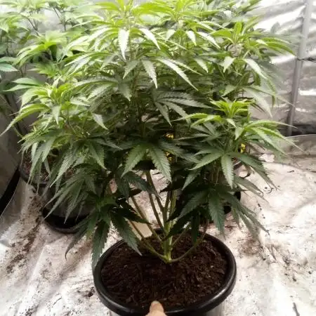 Pineapple Express (Kiwi, Organic Grown)