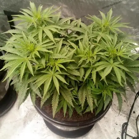 Sour Mac F1 (Kiwi, Organic Grown)