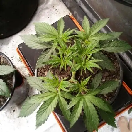 Sour Mac F1 (Kiwi, Organic Grown)