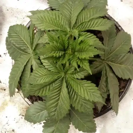 Schnapple Berry Kiwi Bred, Organic Grown
