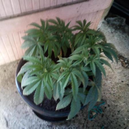 Blackberry Moonrocks Kiwi Organic Grown