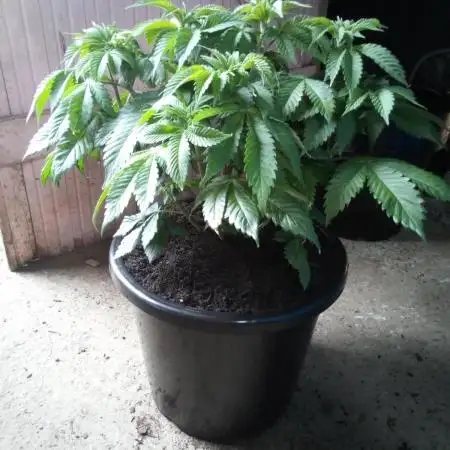 Schnapple Berry Kiwi Bred, Organic Grown