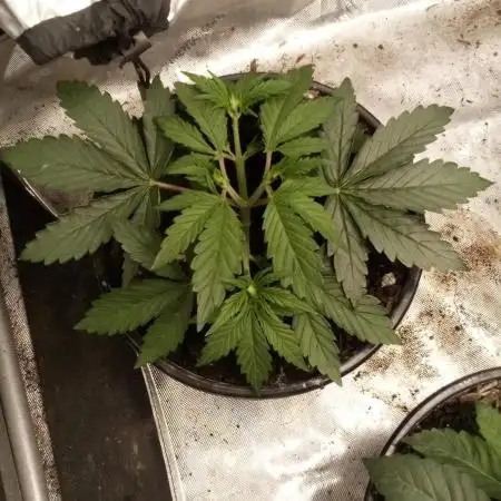 Sour Mac F1 (Kiwi, Organic Grown)