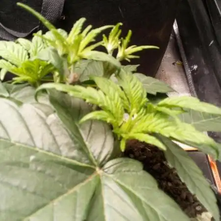 Blackberry Moonrocks Kiwi Organic Grown