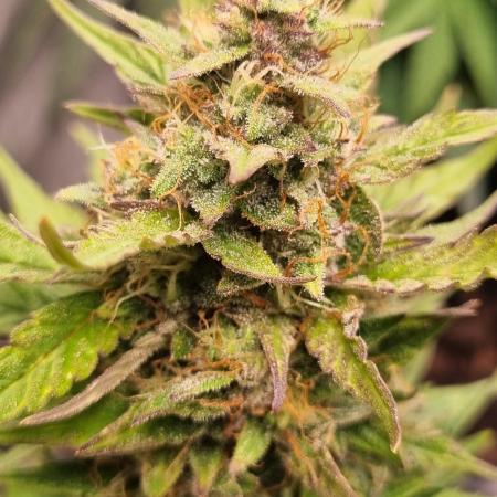 Zkittlez Autoflower -Kiwi, Organic Grown
