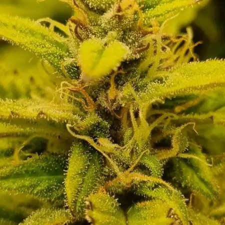 GG#4 Original Glue Auto (Kiwi, Organic)