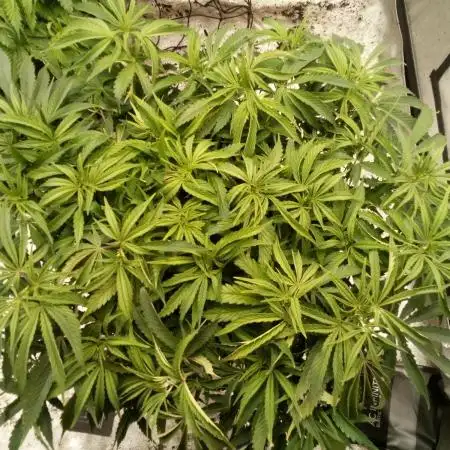 Sour Mac F1 (Kiwi, Organic Grown)